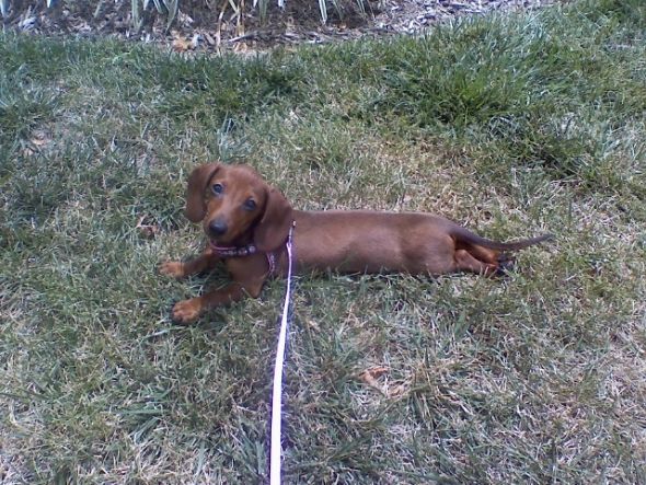 Dog owners -  post puppy pics! :  wedding Aubrey On Her Leash