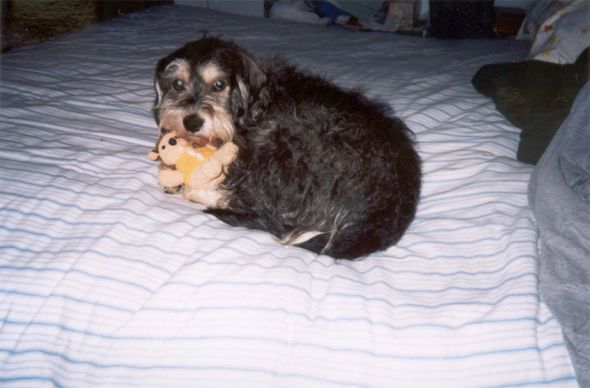 Pets No Longer With Us (Share your pictures/memories!) :  wedding Georgeandhisbaby