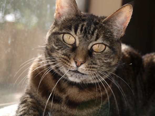 Who else loves WICKED? :  wedding Pets 2009 018