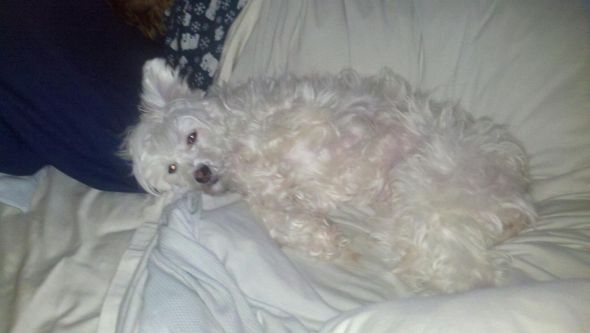 SpinOff:Post a picture of your pet! And tell me why you love them! : wedding animals pets love Dog