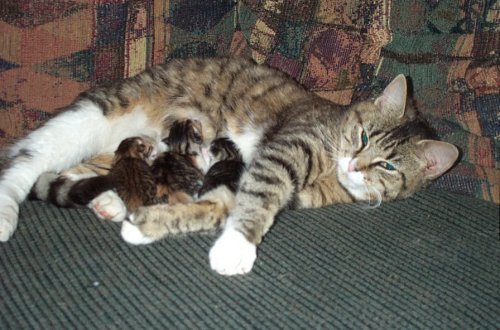In total shock - lost a furbaby today : wedding Ali BabbaFamily