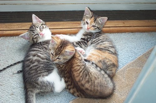 In total shock - lost a furbaby today : wedding Ali BabbasKits8wk