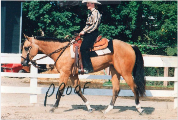 Ponies! :  wedding Horse3