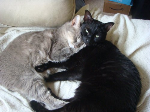 Our kitty is very sick :-( : wedding Kitties