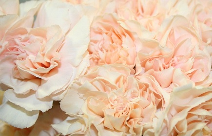 Are Carnations cheap and tacky? My mother hurt my feelings : wedding carnations centerpiece reception table setting roses flowrs Flowers2