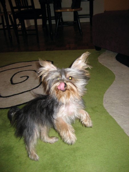 Everyone Loves a Terrier!! :  wedding 19443 622097579490 18905312 36708405 7692910 N