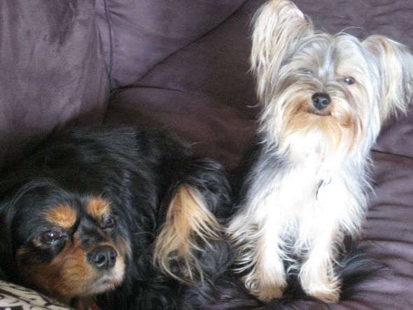 Did anyone else get their dog from a breeder? :  wedding dog breeder Rsz Img 7263