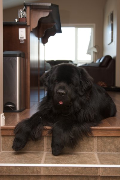 Giant breed appreciation thread! : wedding CharlieStairs