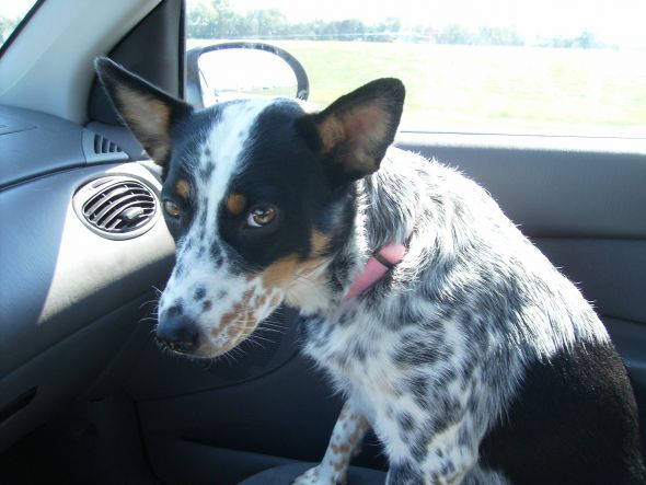 What is my dog? :  wedding PA