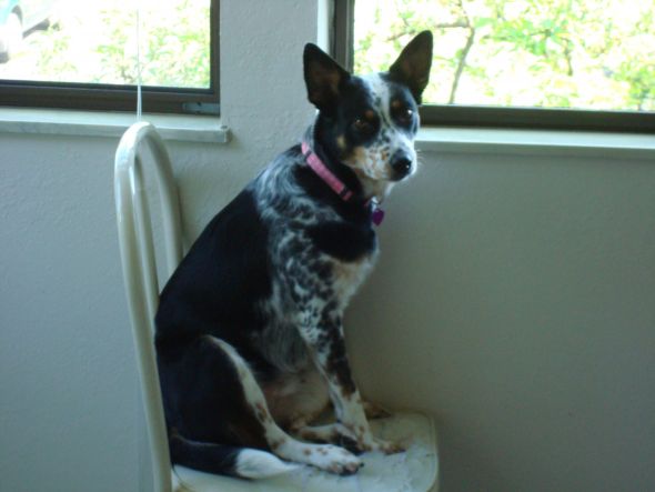 What is my dog? :  wedding PAchair