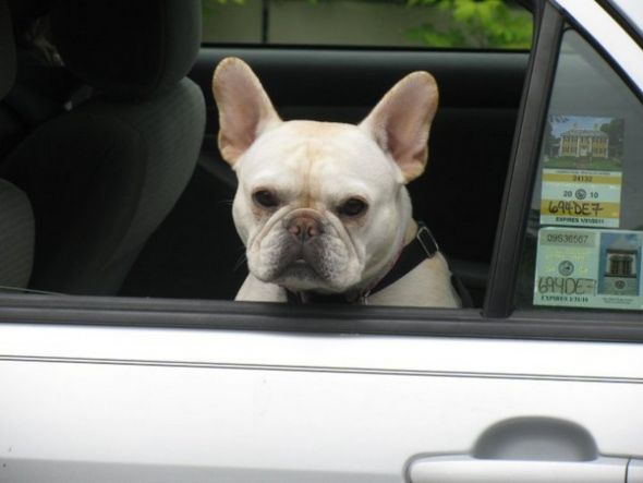 French Bulldog vs. Pug : wedding Daff