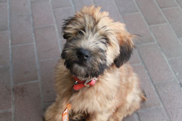 Soft Coated Wheaten Terrier Appreciation Thread! : wedding March2010 085