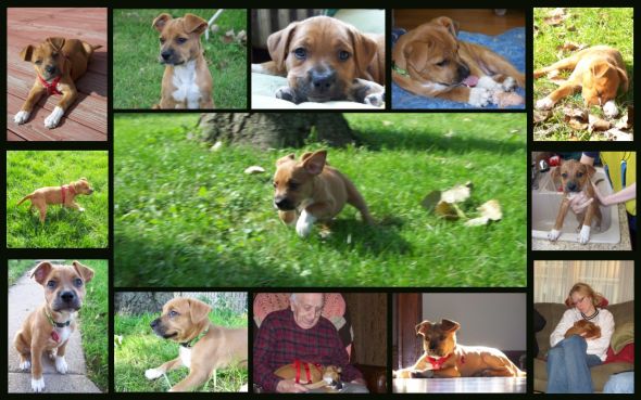 Pics of your pets!! :  wedding Charlie Collage
