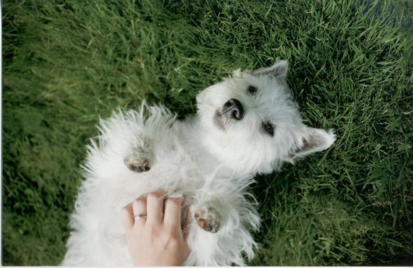 Pets in Engagement photos? :  wedding engagement photos dog puppy ScannedImage012