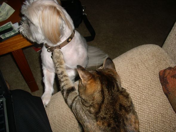 Show us your fur babies! :  wedding pets 092