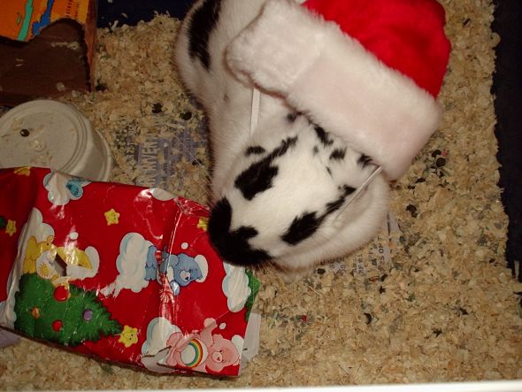Anyone keep bunnies? :  wedding rabbit bun bunny bunnies rabbits Christmas  Going Away 004