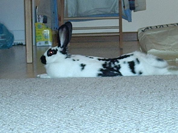Anyone keep bunnies? :  wedding rabbit bun bunny bunnies rabbits Christmas  Going Away 020