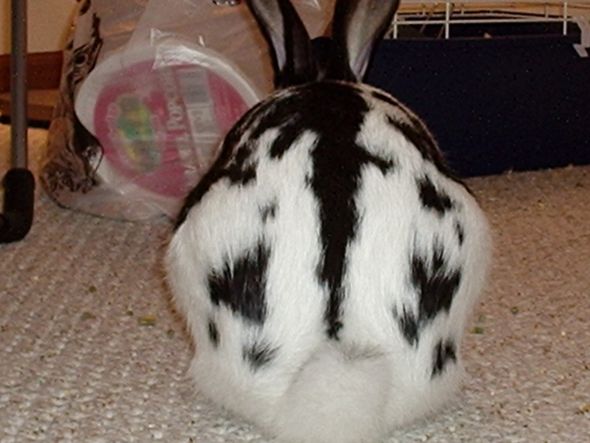Anyone keep bunnies? :  wedding rabbit bun bunny bunnies rabbits Christmas  Going Away 021