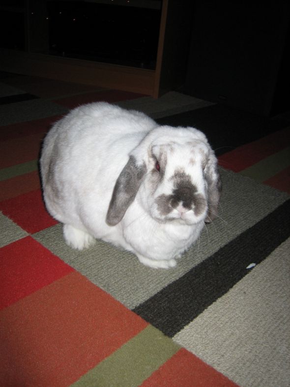 Anyone keep bunnies? :  wedding rabbit bun bunny bunnies rabbits Harper 8