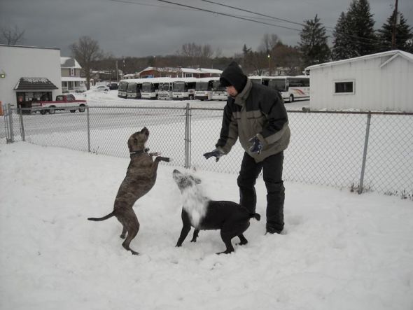 Dogs in Snow - Show me yours! :  wedding snow puppy dog play Daddysgirls