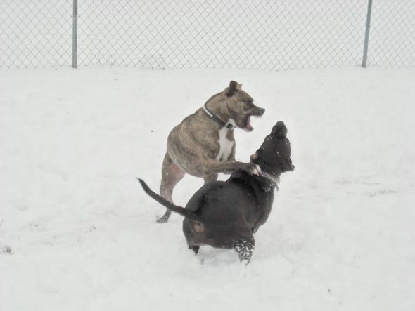 Dogs in Snow - Show me yours! :  wedding snow puppy dog play Growl