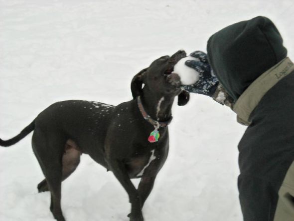 Dogs in Snow - Show me yours! :  wedding snow puppy dog play Icaneatit