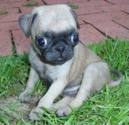 Pennsylvania or neighboring - Pug in need :  wedding Pugsley