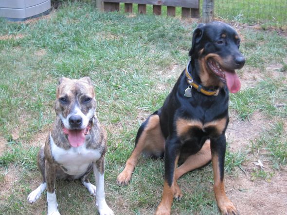 Getting a Second Dog--Pros and Cons? :  wedding IMG 0814