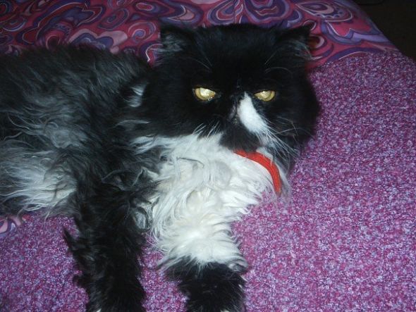 Pets No Longer With Us (Share your pictures/memories!) :  wedding Babygonz