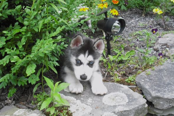 Puppies? Kittens? Warm fuzzy pictures? :  wedding pictures cat dog horse bunny furbaby furbabies pet Sydney26