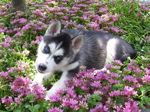 Puppies? Kittens? Warm fuzzy pictures? :  wedding pictures cat dog horse bunny furbaby furbabies pet Sydney3