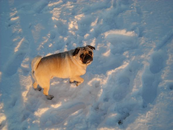 Dogs in Snow - Show me yours! :  wedding snow puppy dog play DSCN0479