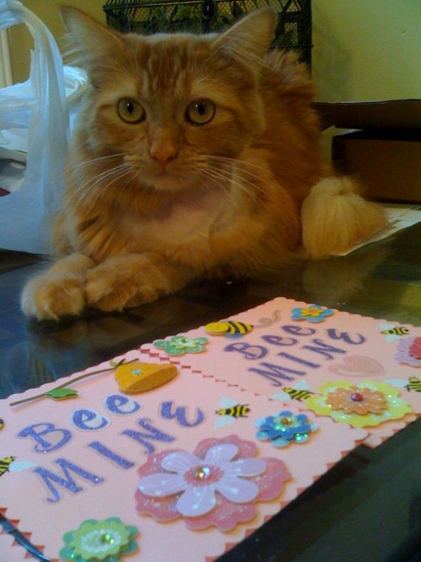 Show us your Valentine's Day Cards!! :  wedding valentines day card valentines day cards home made cards Beevalentine2