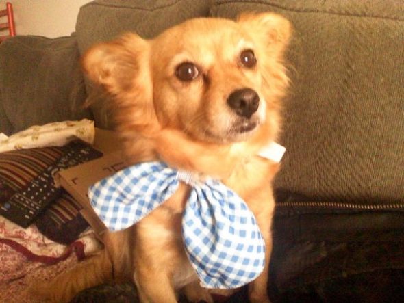 Show us your fur babies! :  wedding pets 11232 1250840237547 1425741489 30711235 7999420 N