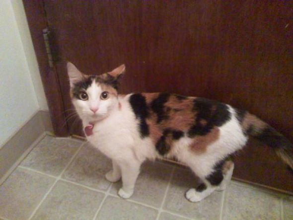 Show us your fur babies! :  wedding pets L C5eaa7d09f814a6a837221eecca4c52e