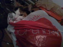 Does your cat do this??? :  wedding Mail.google.com