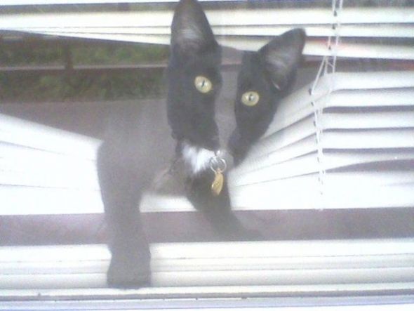 Show us your fur babies! :  wedding pets N1425741489 30063590 8765