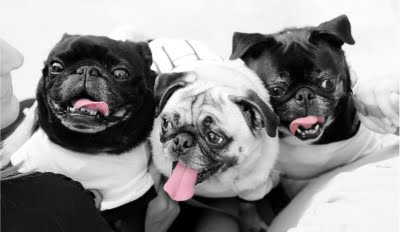 3 dogs? : wedding Cardback