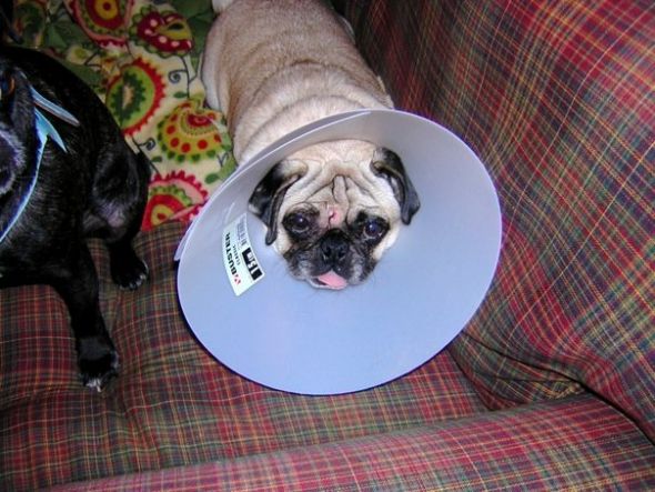 my poor baby! : wedding Coneofhate