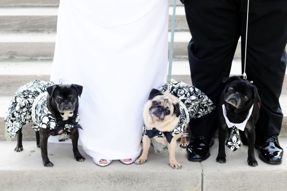 Lets show off our pets! :  wedding Weddingpugz