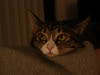 Pics of your pets!! :  wedding Little Cleo