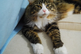 Pics of your pets!! :  wedding Patra