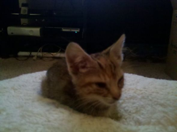Look what I found!!! GUSH :  wedding New Kitten