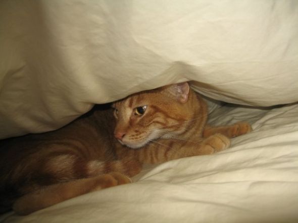 Tabby appreciation thread :  wedding Trotsky Under The Covers