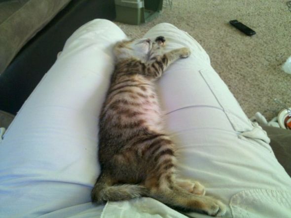 Look what I found!!! GUSH :  wedding Kitten 3