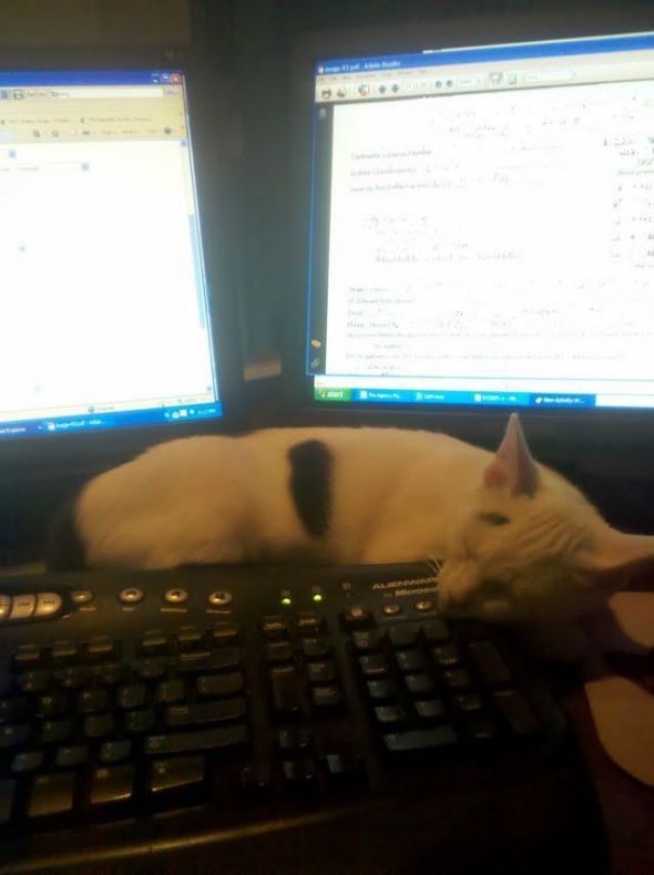 My new supervisor is crazy demanding :  wedding My Supervisor1