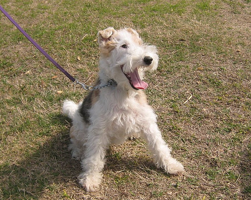 Show off your Terrier! :  wedding Wirefoxterrier