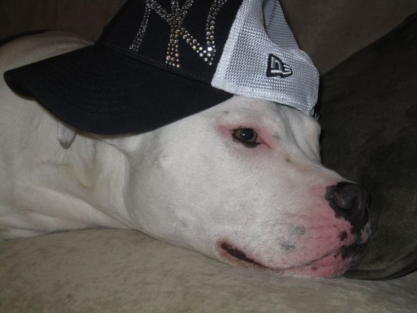 Pitbulls- are you afraid? :  wedding IMG 3889