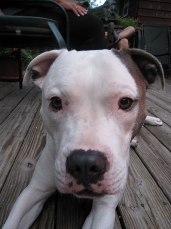 Pitbulls- are you afraid? :  wedding IMG 4187