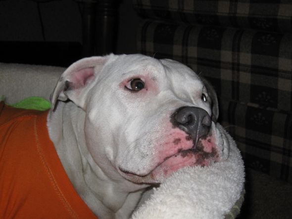 Pitbulls- are you afraid? :  wedding IMG 5278